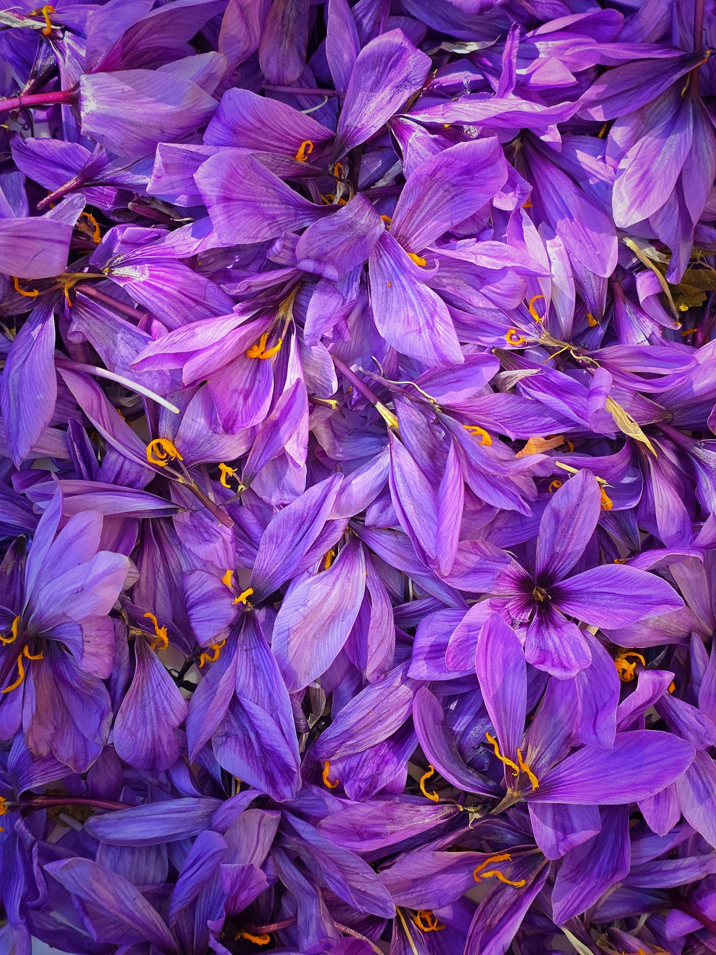 Saffron: The spice of pleasure, light, & quiet vitality.