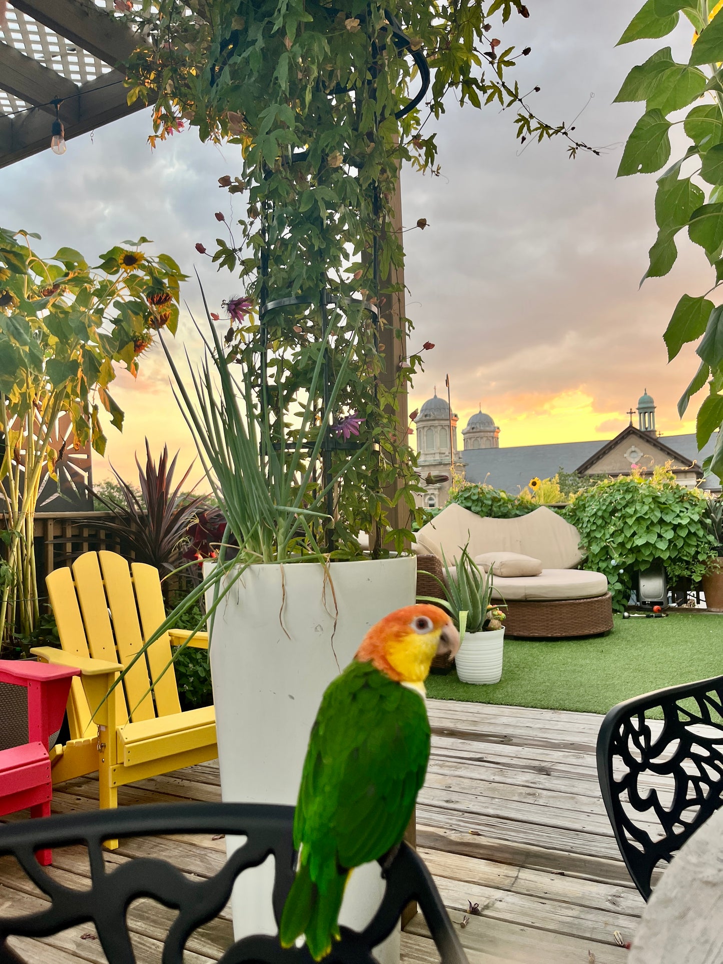 Parrot on a patio with plants, chairs, and a cityscape in the background